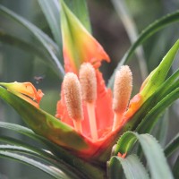 Freycinetia